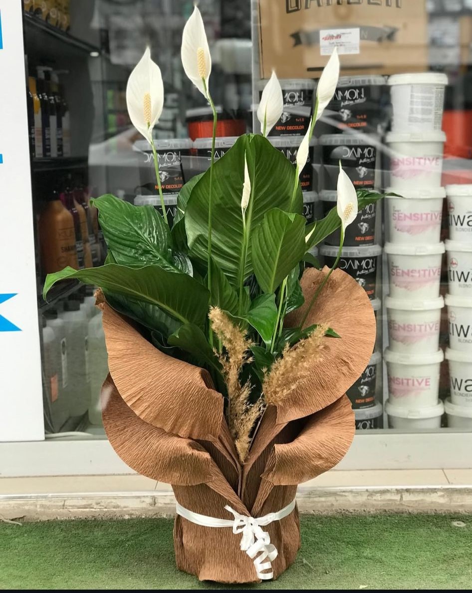 saksi-spatifilyum-cicegi--cc164