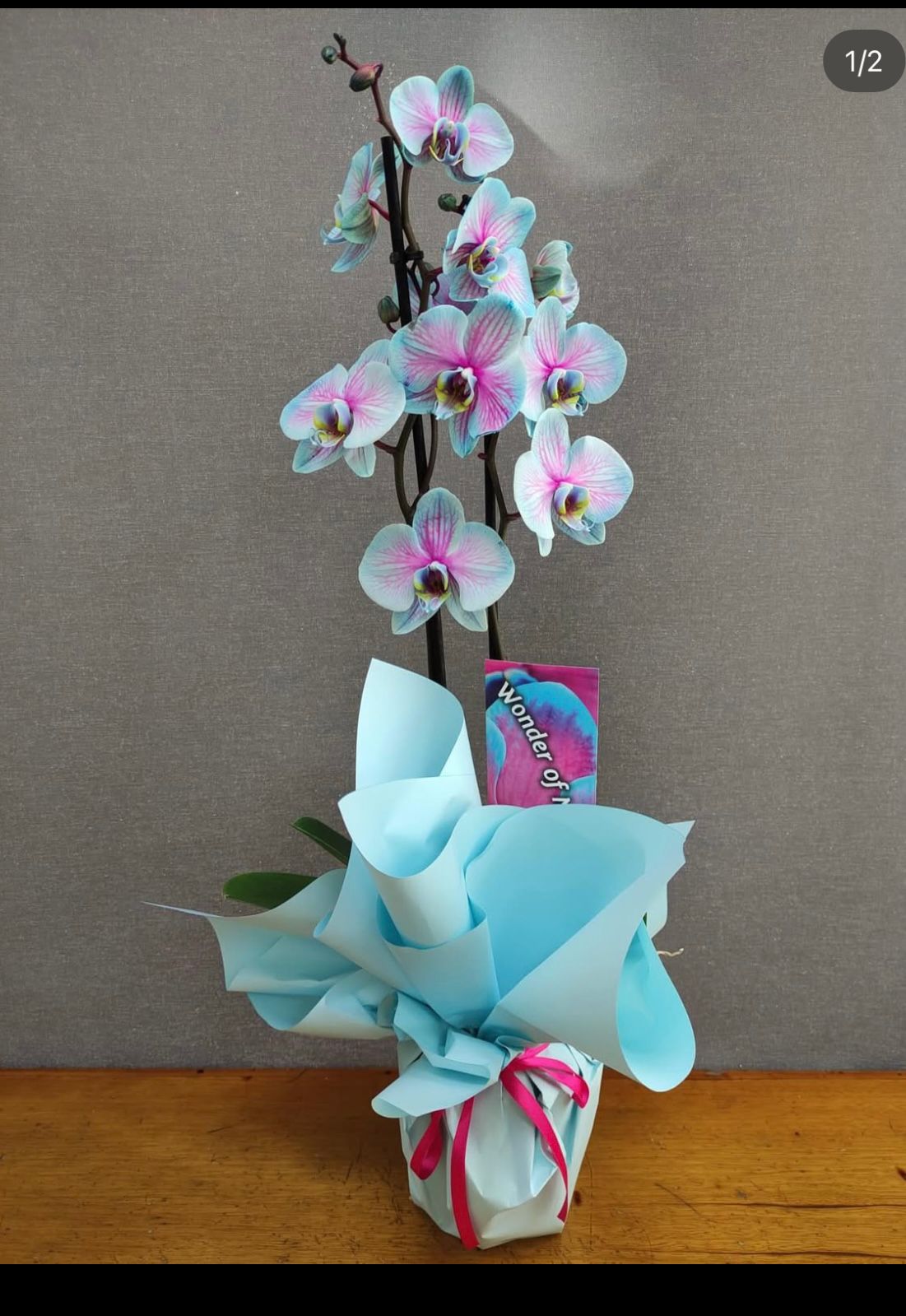 2-dal-turkuaz-orkide--cc112