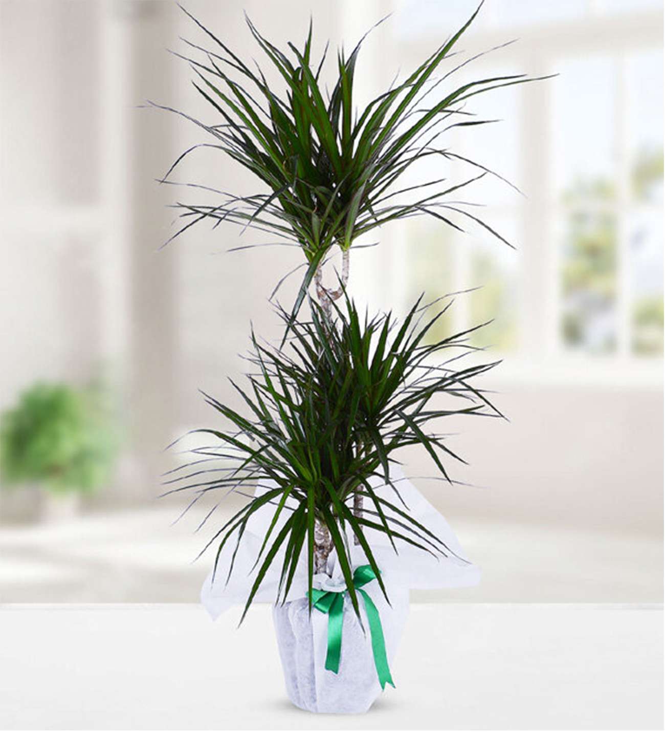 3lu-marginata-sks012