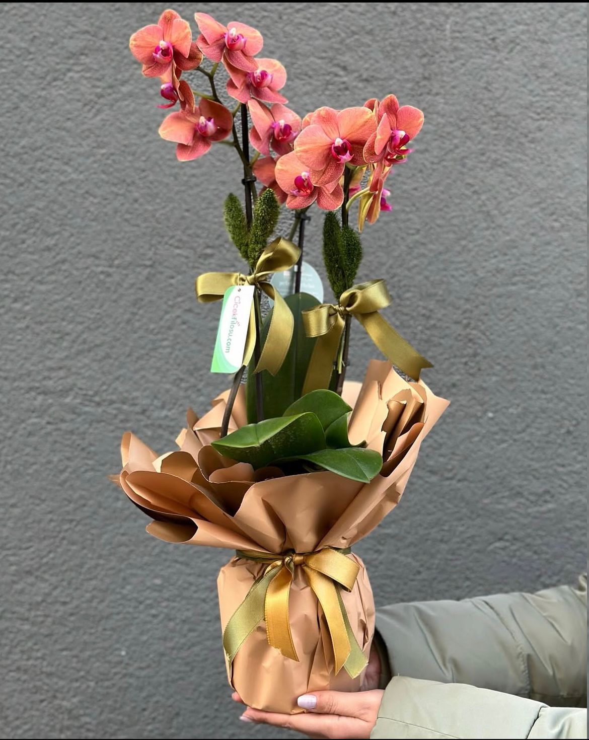 saksi-ates-kirmizi-orkide--cc107