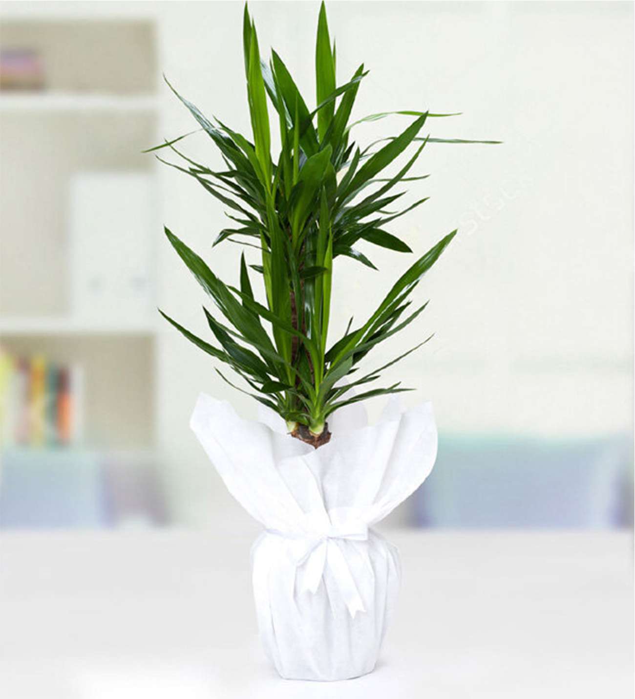 2li-yucca-yuka-sk002