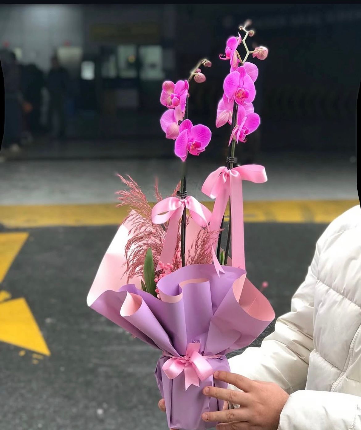 2-dal-mor-orkide-cicegi-cc114